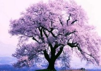 生命是一树花开。