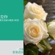 暗恋男神不敢说，被人当众告白，他却说“这是我女友”